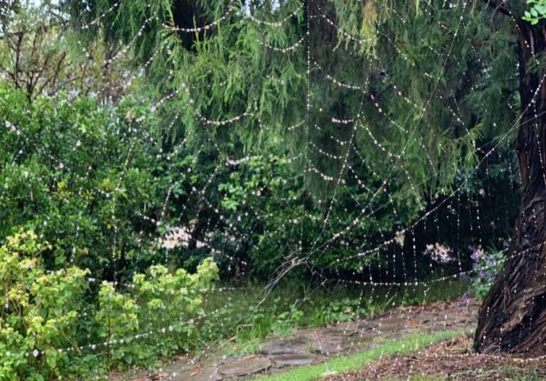 A magnificent spiders web in the woods